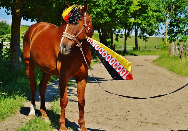 中的佼佼者 中的佼佼者